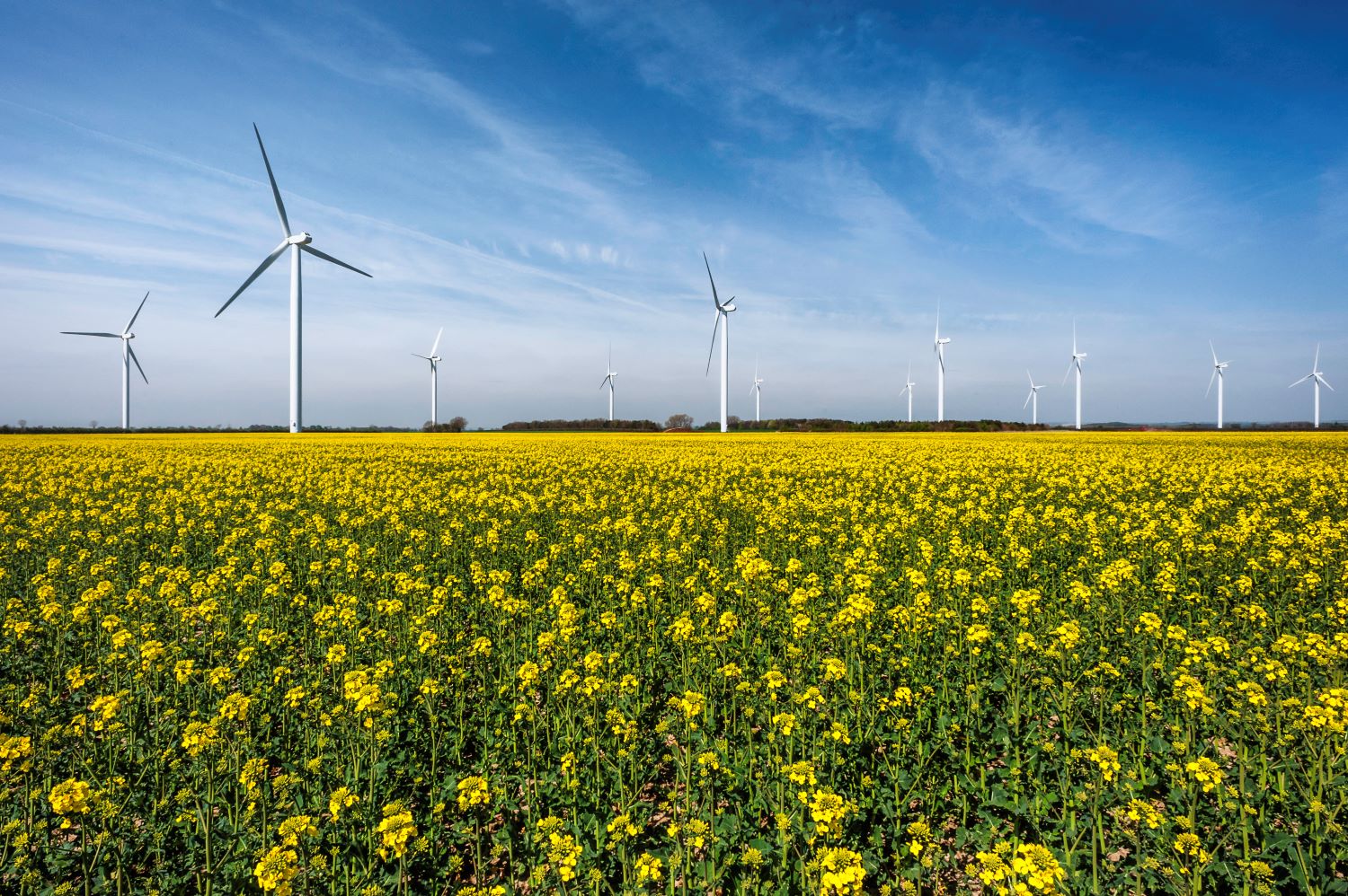 Windmills in a field